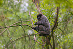 woolly monkey