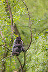 woolly monkey