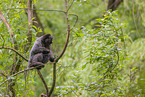 woolly monkey