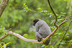 woolly monkey