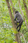 woolly monkey