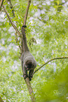 woolly monkey