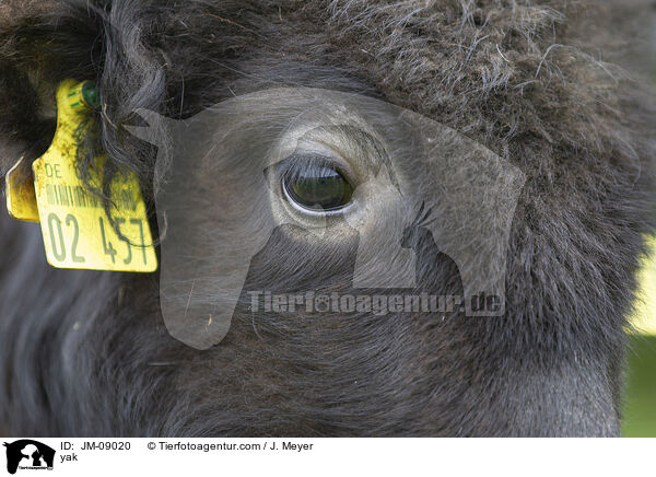 Yak / yak / JM-09020