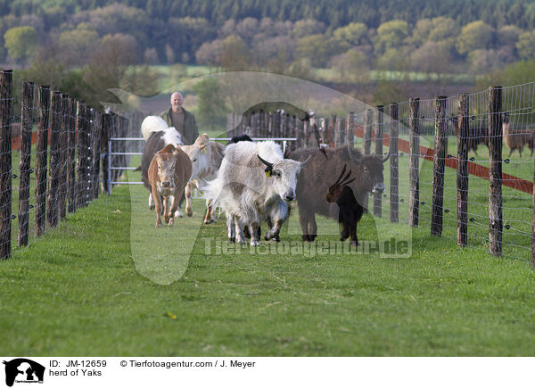 Herde Yaks / herd of Yaks / JM-12659