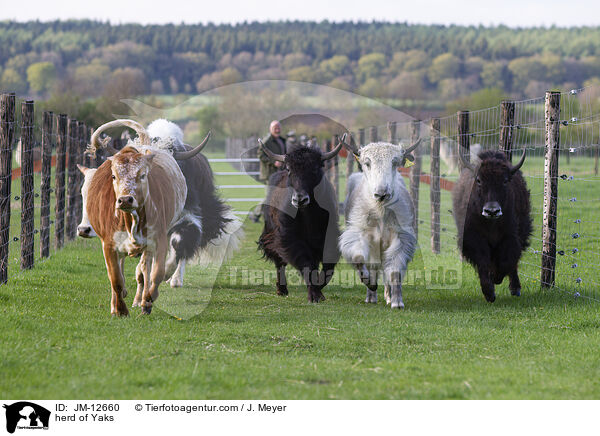 herd of Yaks / JM-12660