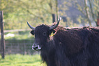 Yak