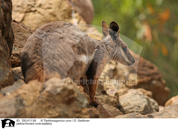 Gelbfu-Felsknguru / yellow-footed rock-wallaby / DG-01136