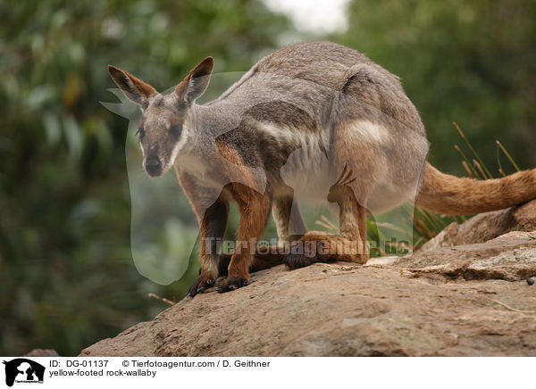 yellow-footed rock-wallaby / DG-01137