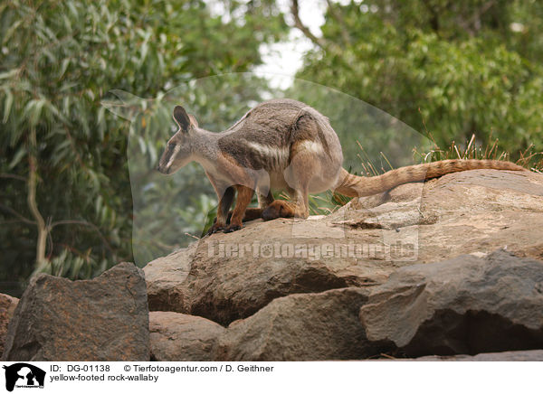 yellow-footed rock-wallaby / DG-01138