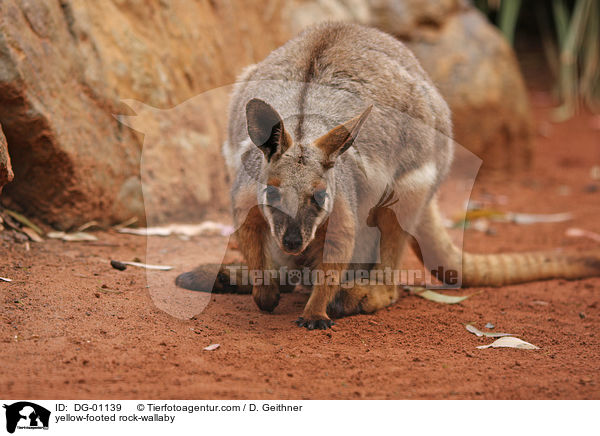 yellow-footed rock-wallaby / DG-01139
