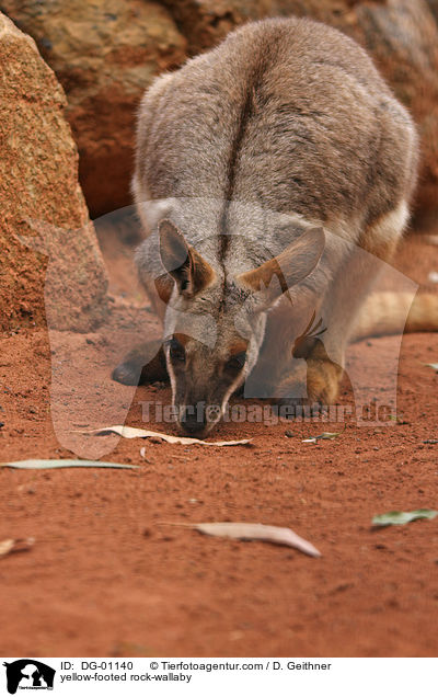 yellow-footed rock-wallaby / DG-01140