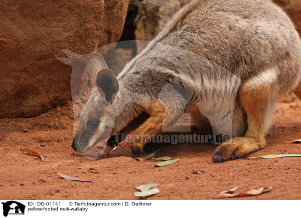 yellow-footed rock-wallaby / DG-01141