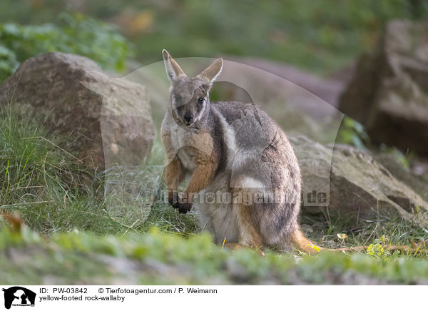 yellow-footed rock-wallaby / PW-03842