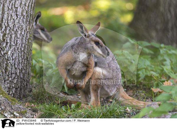 yellow-footed rock-wallabies / PW-03846