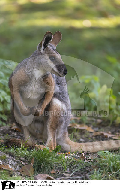 yellow-footed rock-wallaby / PW-03850
