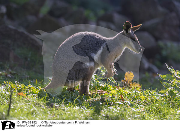 yellow-footed rock-wallaby / PW-03852