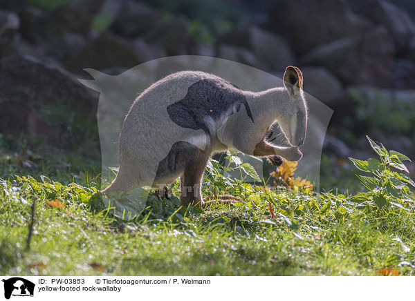 yellow-footed rock-wallaby / PW-03853
