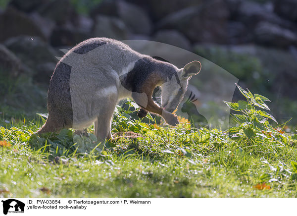 yellow-footed rock-wallaby / PW-03854