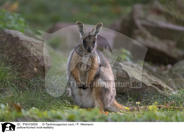 yellow-footed rock-wallaby / PW-03856