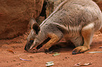 yellow-footed rock-wallaby