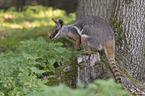 yellow-footed rock-wallaby