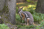 yellow-footed rock-wallaby