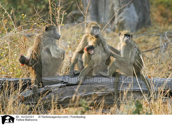 Steppenpavian Familie / Yellow Baboons / HJ-02331