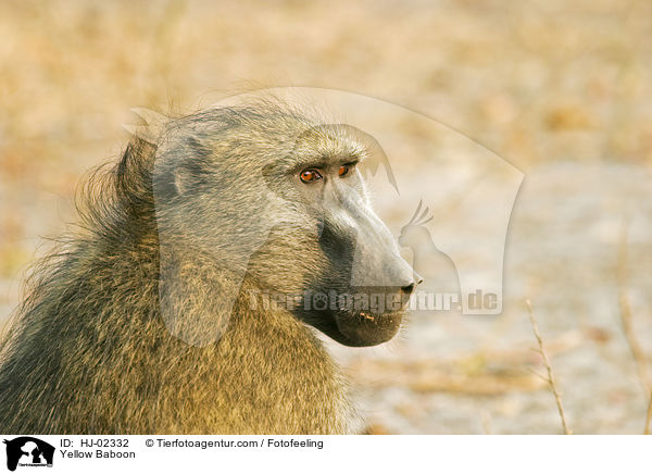 Steppenpavian / Yellow Baboon / HJ-02332