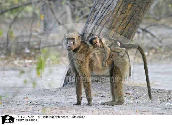 Yellow baboons / HJ-02355