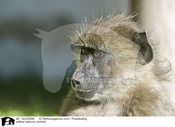 yellow baboon portrait / HJ-03094
