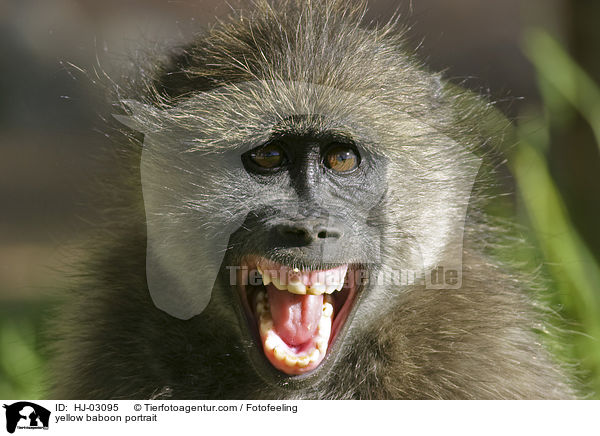 yellow baboon portrait / HJ-03095