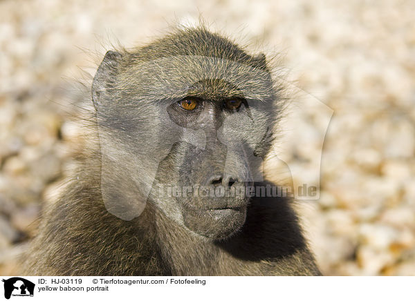 yellow baboon portrait / HJ-03119