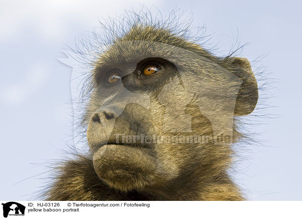 yellow baboon portrait / HJ-03126