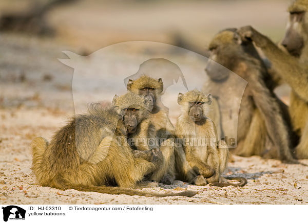 yellow baboons / HJ-03310