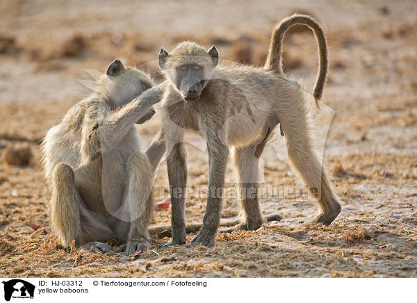 yellow baboons / HJ-03312
