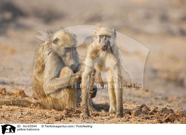 yellow baboons / HJ-03544