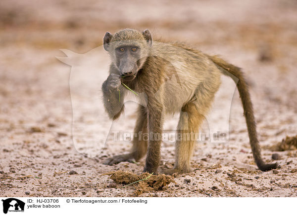 yellow baboon / HJ-03706