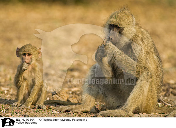 yellow baboons / HJ-03804