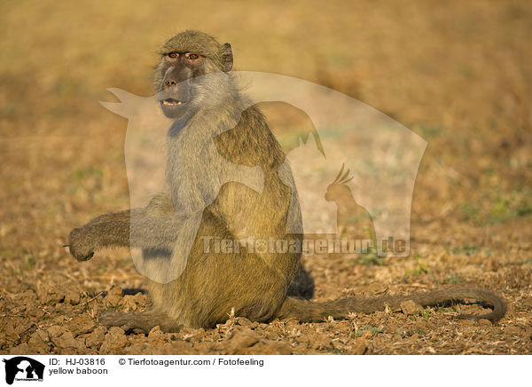 yellow baboon / HJ-03816