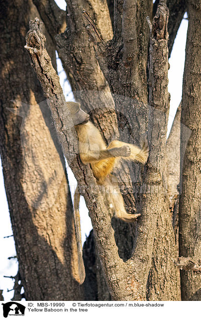 Steppenpavian im Baum / Yellow Baboon in the tree / MBS-19990