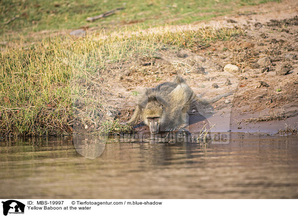 Steppenpavian am Wasser / Yellow Baboon at the water / MBS-19997