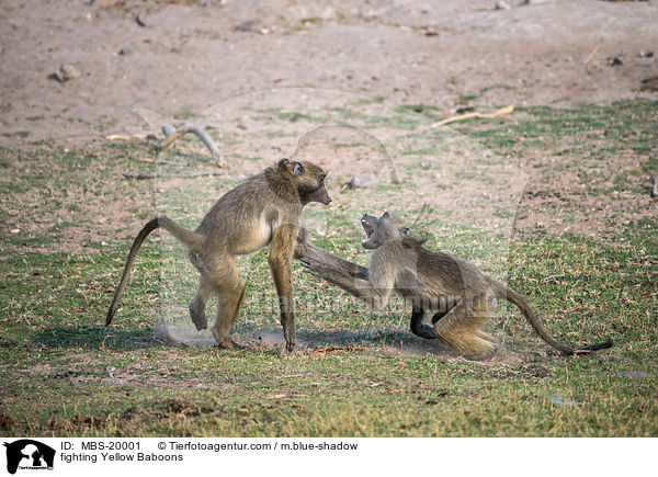 kmpfende Steppenpaviane / fighting Yellow Baboons / MBS-20001