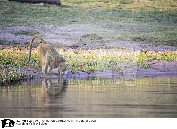 stehender Steppenpavian / standing Yellow Baboon / MBS-20156
