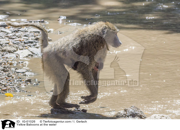 Steppenpaviane am Wasser / Yellow Baboons at the water / IG-01026