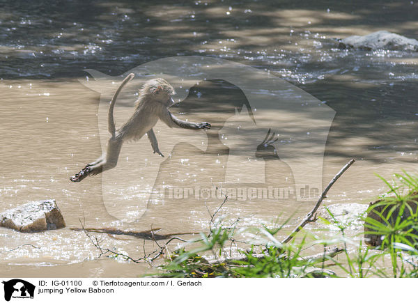 jumping Yellow Baboon / IG-01100