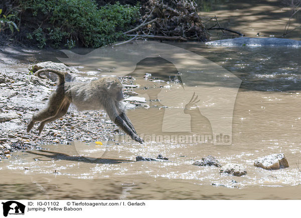 springender Steppenpavian / jumping Yellow Baboon / IG-01102