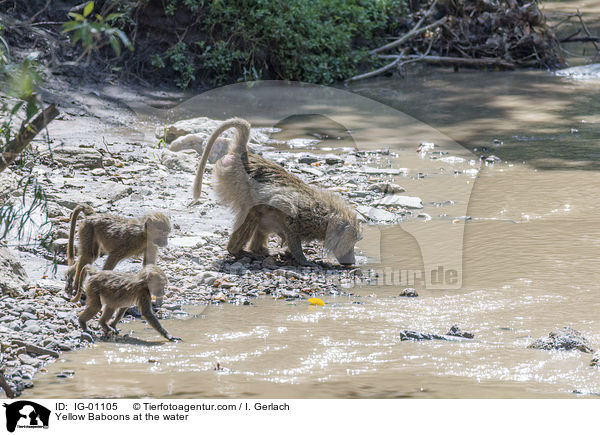 Steppenpaviane am Wasser / Yellow Baboons at the water / IG-01105