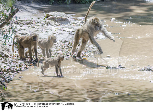 Steppenpaviane am Wasser / Yellow Baboons at the water / IG-01106