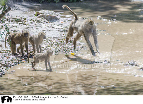 Steppenpaviane am Wasser / Yellow Baboons at the water / IG-01107