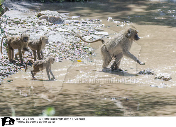 Yellow Baboons at the water / IG-01108